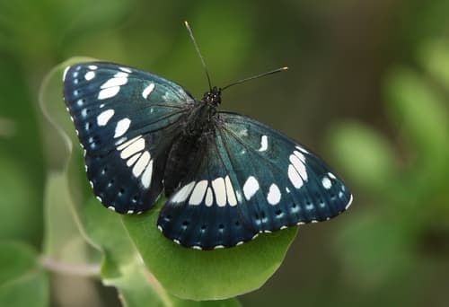 Southern White Admiral