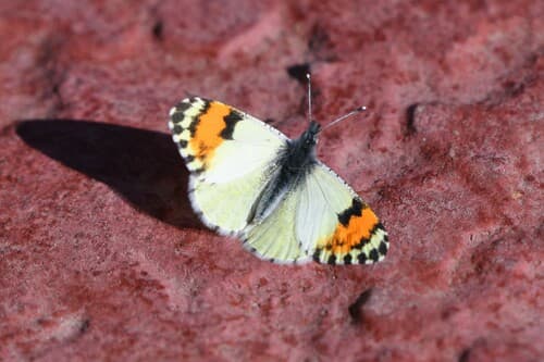 Southwestern Orangetip