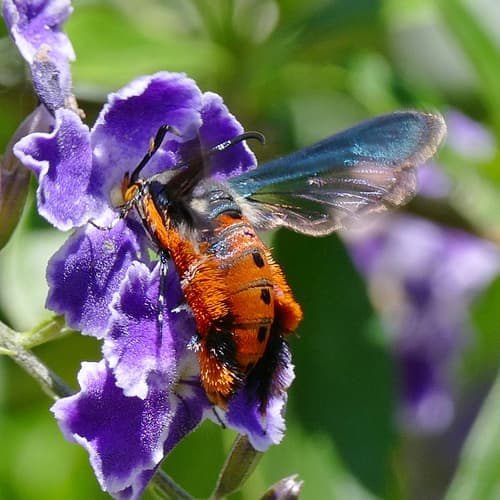 Southwestern Squash Vine Borer