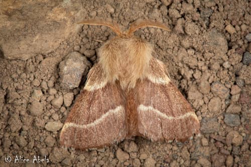 Southwestern Tent Caterpillar Moth