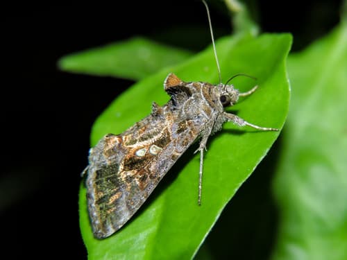 Soybean Looper Moth
