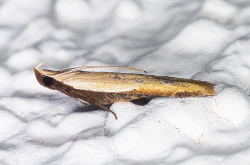 Soybean Webworm Moth