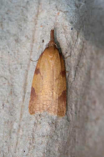Bower's Sparganothis Moth