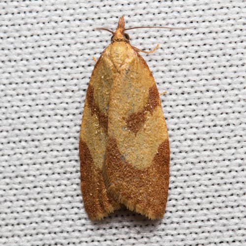 Senecio Tortrix Moth