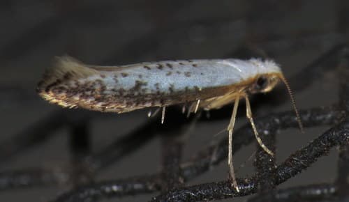 Speckled Argyresthia Moth