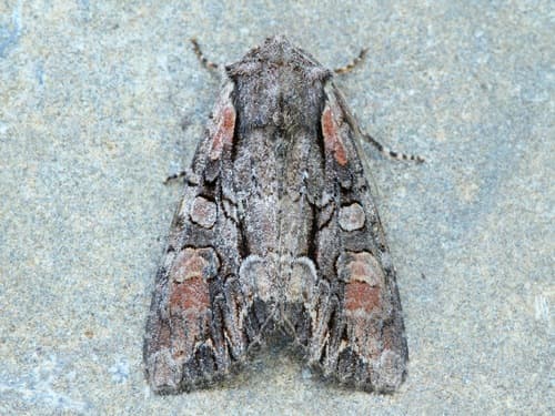 Speckled Cutworm Moth