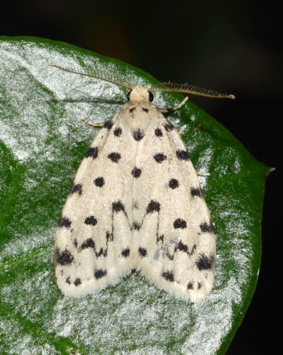 Speckled Grey Footman