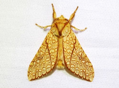 Speckled Tussock Moth