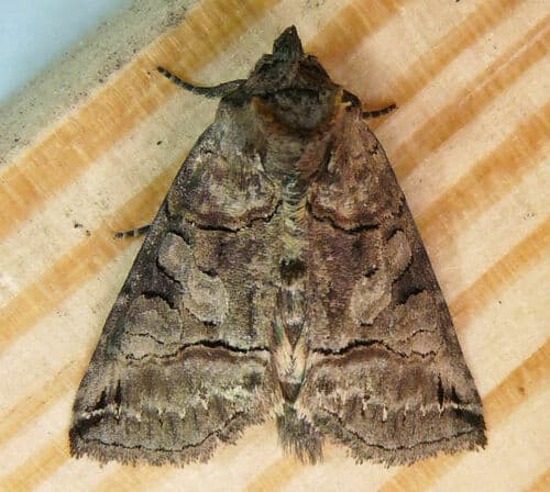 Spectacled Nettle Moth