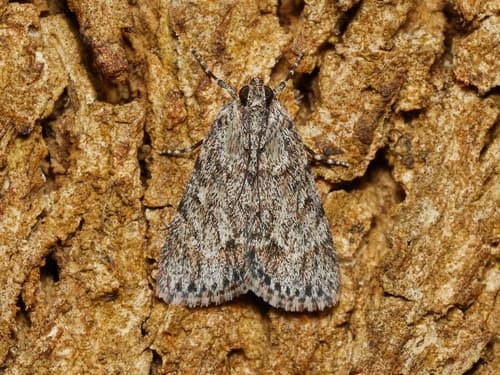 Fringed Snout Moth