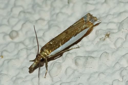 Sperry's Grass-veneer