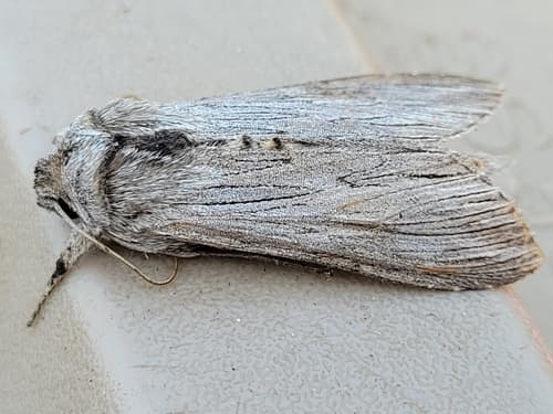 Speyer's Hooded Owlet