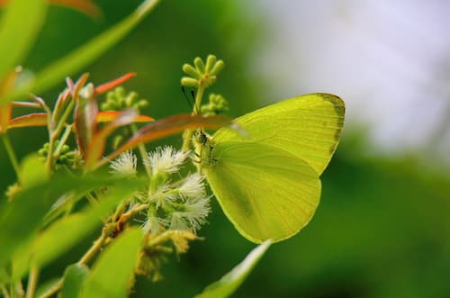 Spiller's Sulphur Yellow