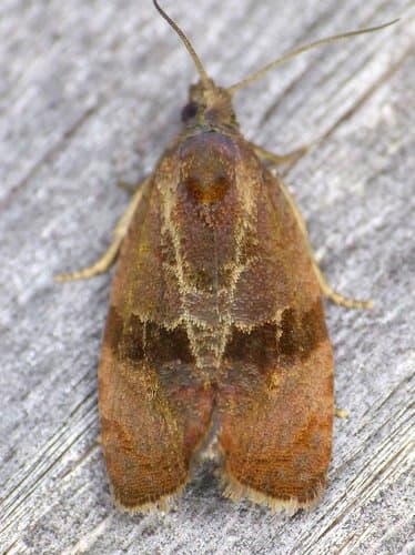 Spirea Leaftier Moth