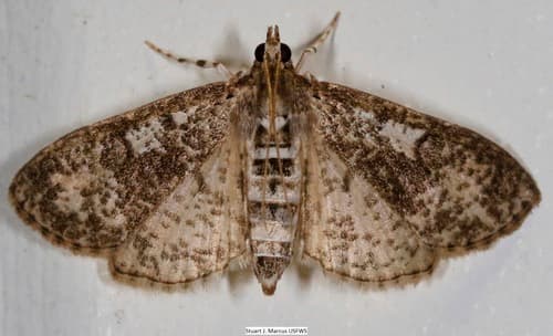 Splendid Palpita Moth