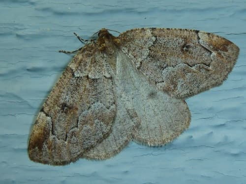 Mottled Spodolepis Moth