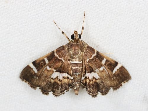 Spotted Beet Webworm Moth