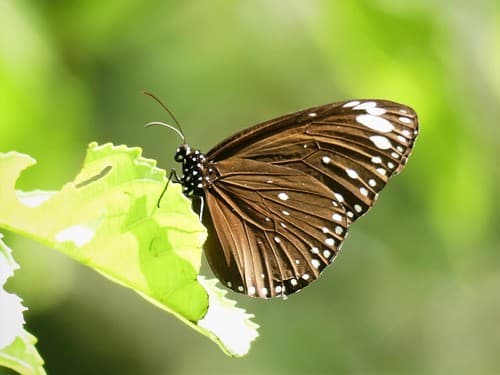 Spotted Black Crow Butterfly