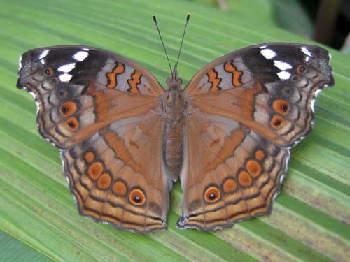 Spotted Brown Pansy