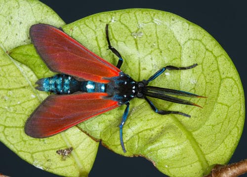 Spotted Oleander Moth