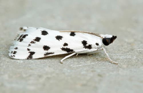 Spotted Peppergrass Moth