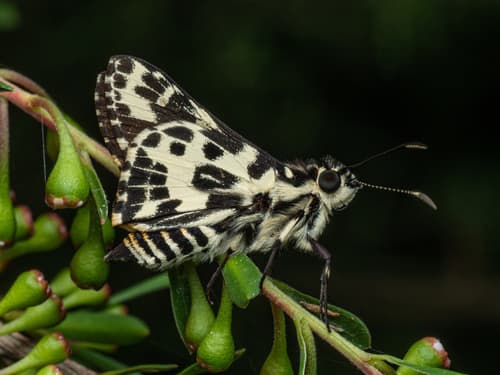 spotted sedge-skipper