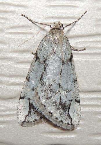 Spring Cankerworm Moth