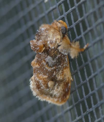 Spun Glass Slug Moth