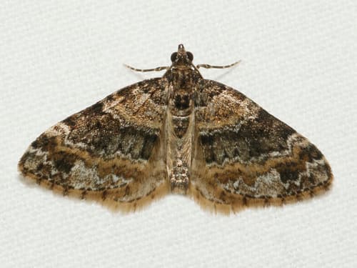 Square-patched Carpet Moth
