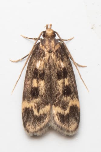 Square-spotted Martyringa Moth