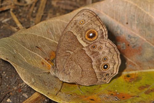 Squinting Bush Brown