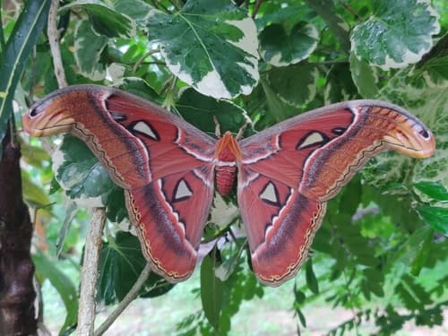 Sri Lankan Atlas Moth
