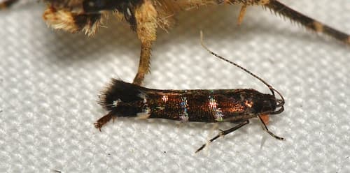 Stagmatophora argyrostrepta