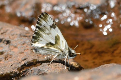 Stained White-Skipper