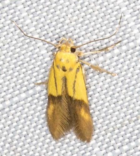 Golden Stathmopoda Moth