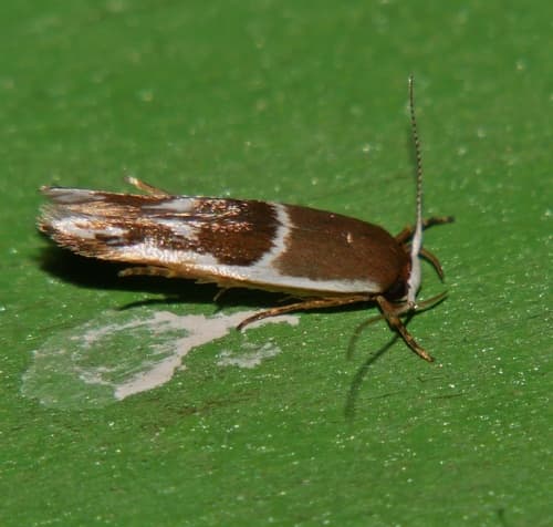 Stathmopoda megathyma