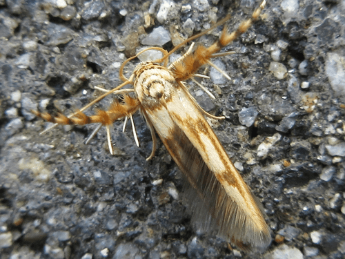 Stathmopoda stimulata