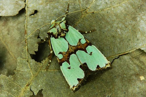 Brindled Green Moth