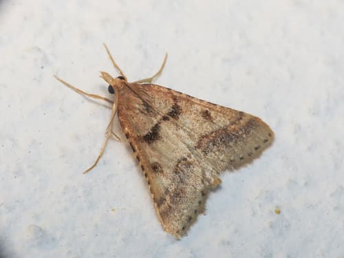 Stemmatophora brunnealis