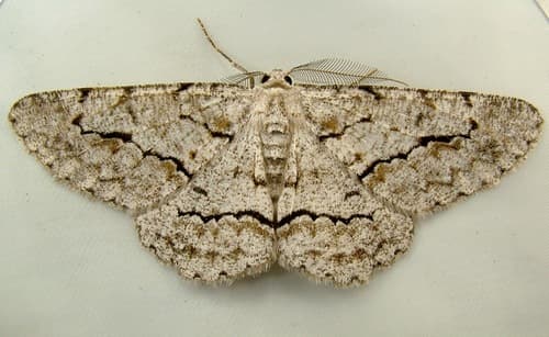 Stenoporpia pulmonaria