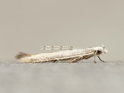 No widely accepted common name