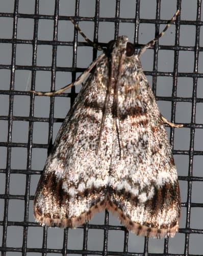 No widely accepted common name