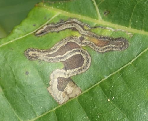 Walnut Leaf Miner Moth