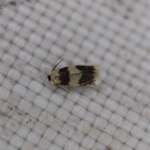 Stigmella nigriverticella