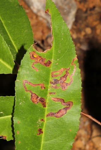 Prunus Leaf Miner