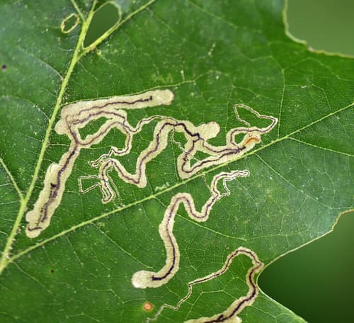 Oak Leaf Miner Moth