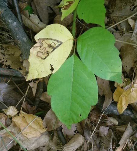 Poison Ivy Leaf Miner