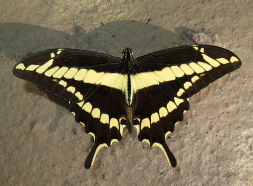 Straight-banded Swallowtail