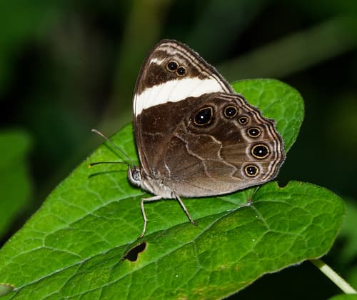Straight-banded Treebrown