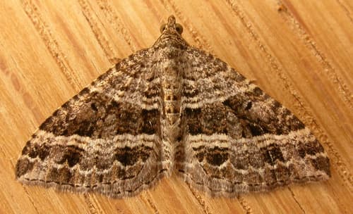 Straight-lined Carpet